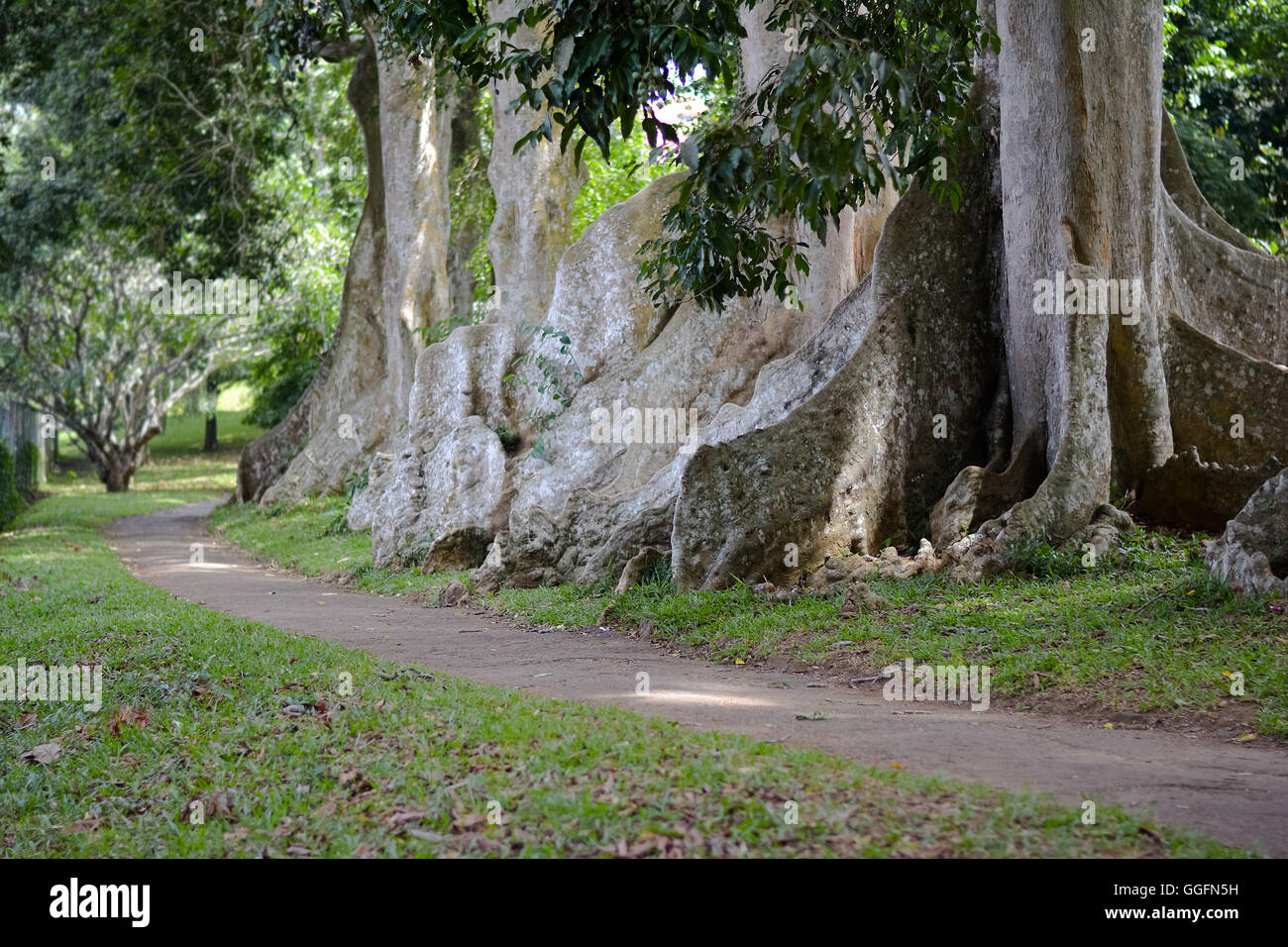 Alte Baumriesen in Peradeniya Royal Botanical Garden Kandy, Sri Lanka Stockfoto