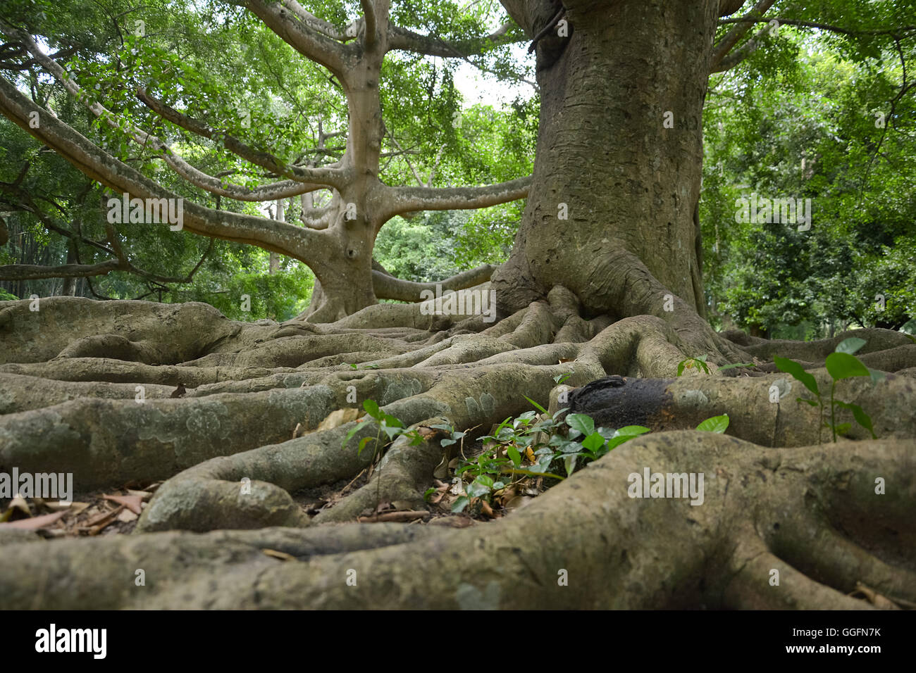 Alte Baumriesen in Peradeniya Royal Botanical Garden Kandy, Sri Lanka Stockfoto