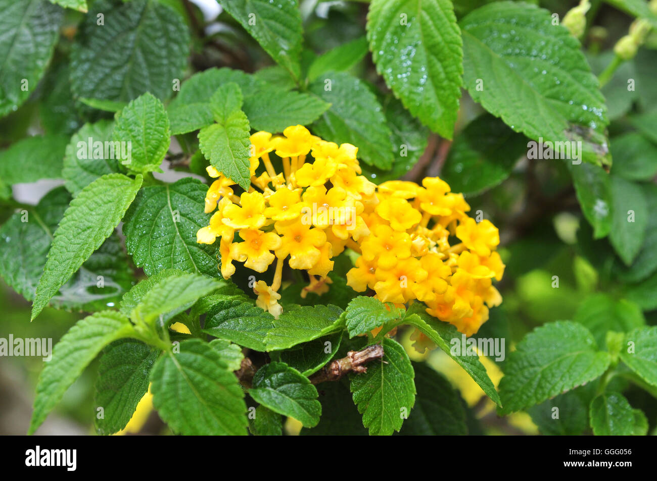 Ageratum Conyzoides Blüte Stockfoto