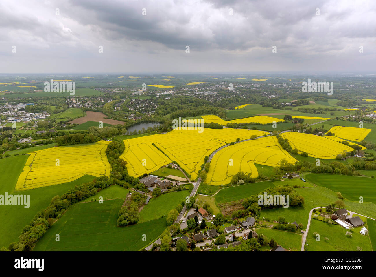Luftaufnahme, Flugplatz Meier Mountain Flying Niedernberg umgeben von Raps Felder, Luftaufnahme von Heiligenhaus, Stockfoto