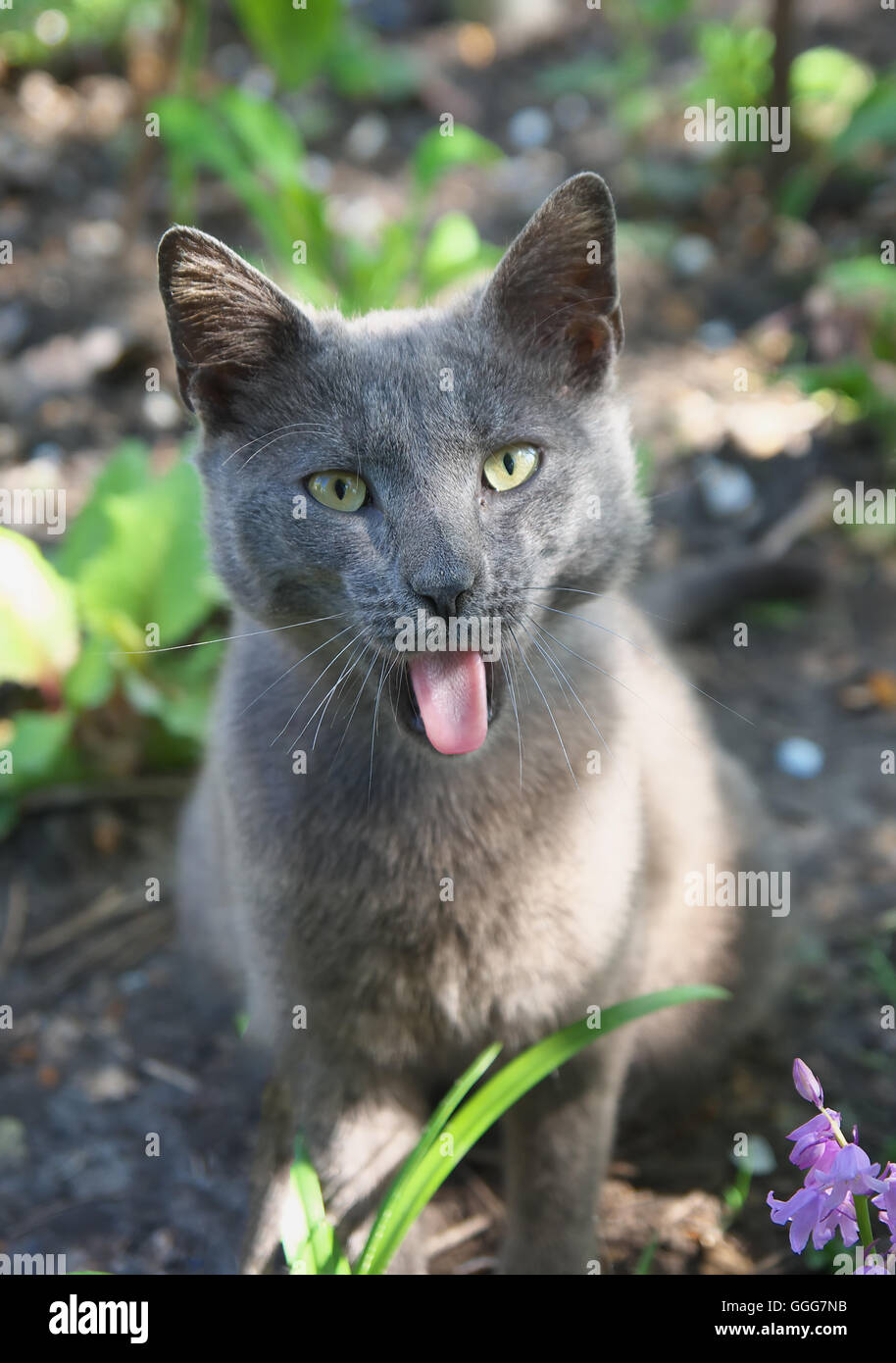 Spaß graue Katze zeigt Zunge Stockfoto