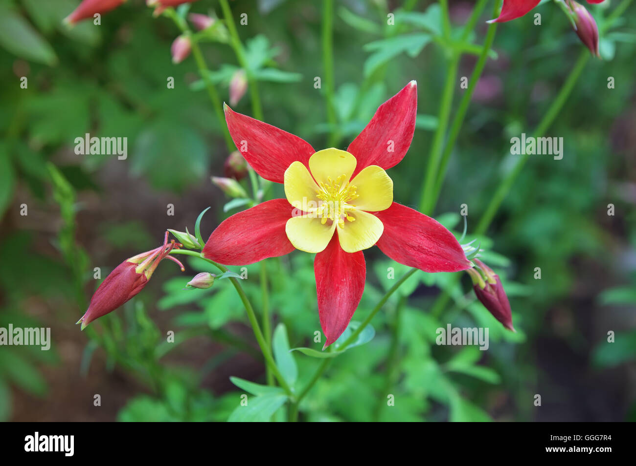 Schöne rote Akelei blüht Aquilegia Stockfoto