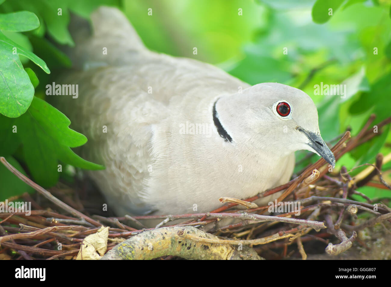 Taube Vogel. Nest eines Vogels in der Natur. Wilde Taube brütet die Eizellen Stockfoto