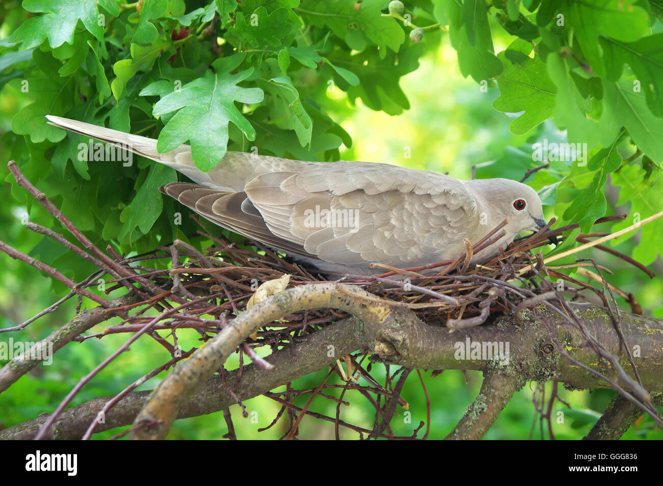 Taube Vogel. Nest eines Vogels in der Natur. Wilde Taube brütet die Eizellen Stockfoto