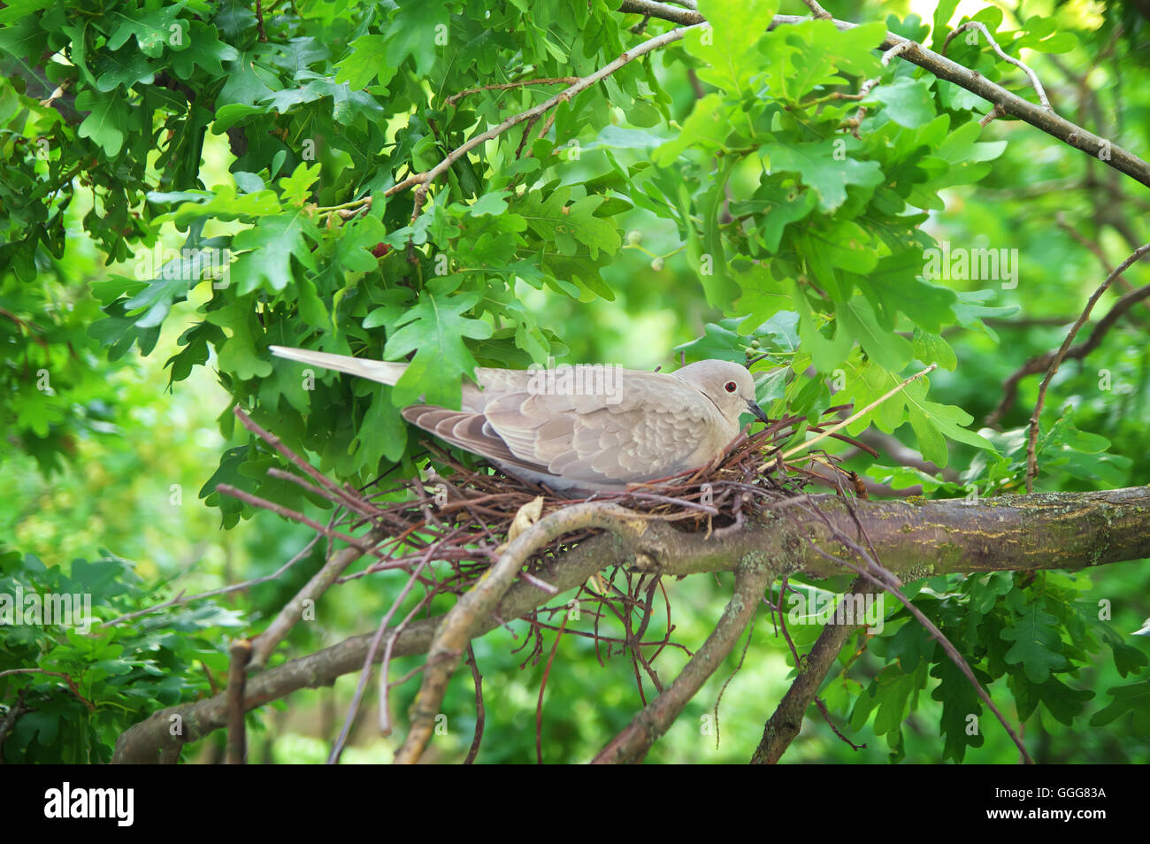 Taube Vogel. Nest eines Vogels in der Natur. Wilde Taube brütet die Eizellen Stockfoto