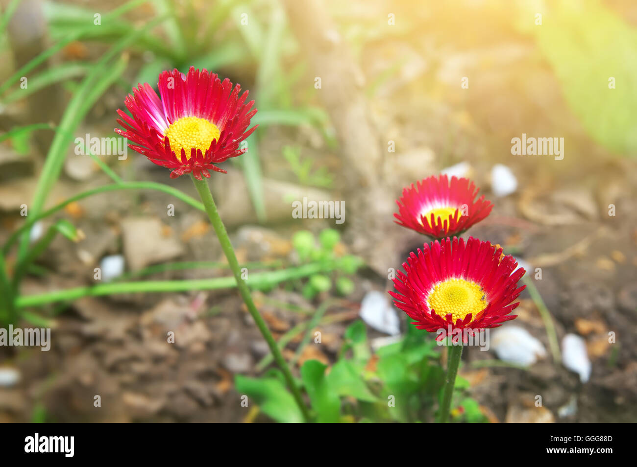rote Blume Terry daisy Stockfoto