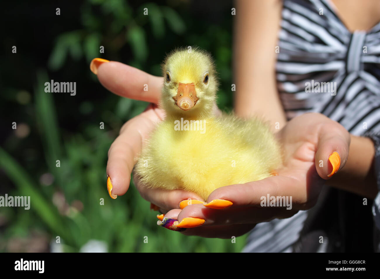 Kleine Junge gelbe Ente sitzend, in Händen Stockfoto
