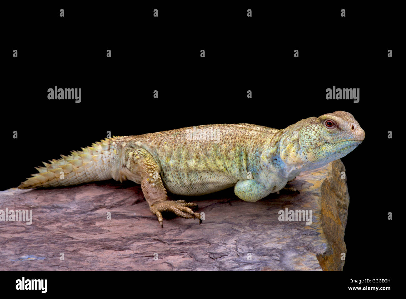 Fürstliche stacheligen angebundene Eidechse (Dornschwanzagamen Princeps) Stockfoto