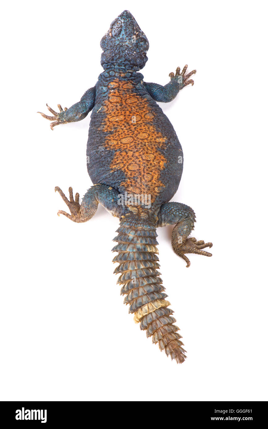 Arabische blau Mastigure (Dornschwanzagamen Ornata Philbyi) Stockfoto