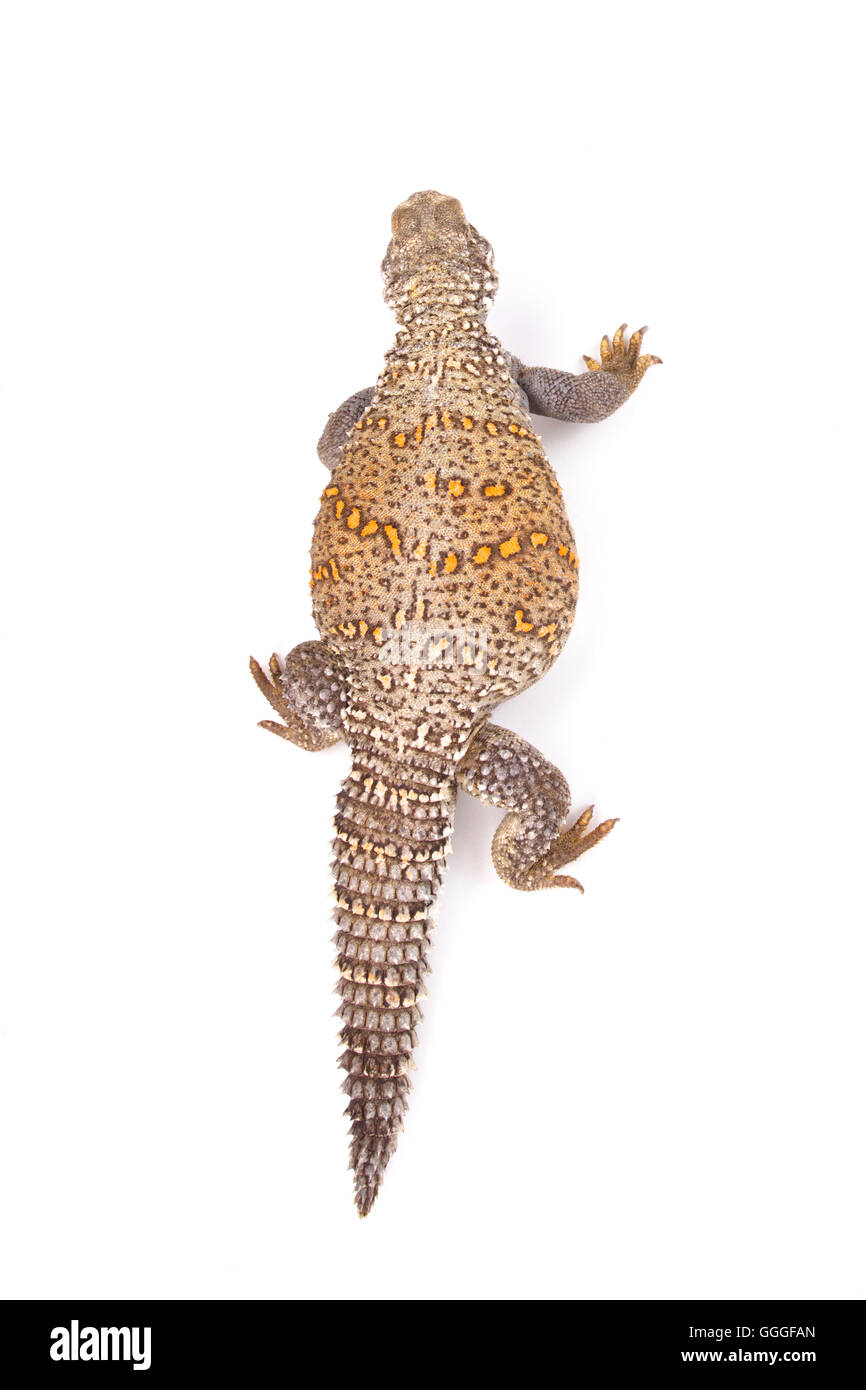 Irakische stacheligen angebundene Eidechse (Saara Loricata) Stockfoto