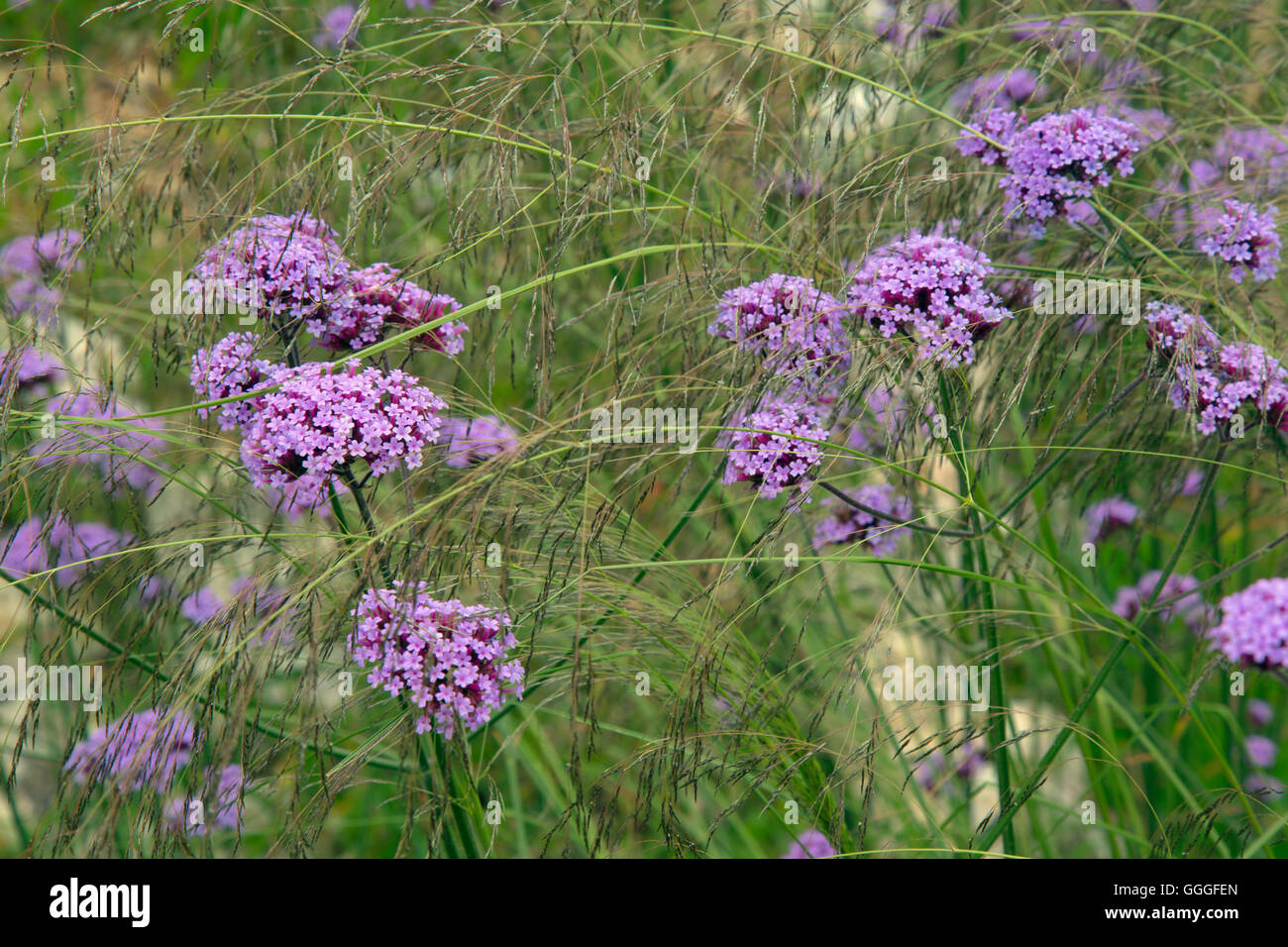 Verbena Bonariensis oder Purpletop Eisenkraut, Clustertop Eisenkraut, argentinische Eisenkraut tropischen Südamerika heimisch Stockfoto Verbena Bonariensis oder Purpletop Eisenkraut, Clustertop Eisenkraut, argentinische Eisenkraut tropischen Südamerika heimisch Stockfoto
