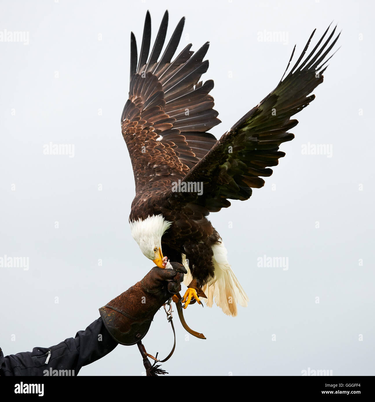 Adler mit ausgebreiteten Flügeln in einer Falknerei-show Stockfoto