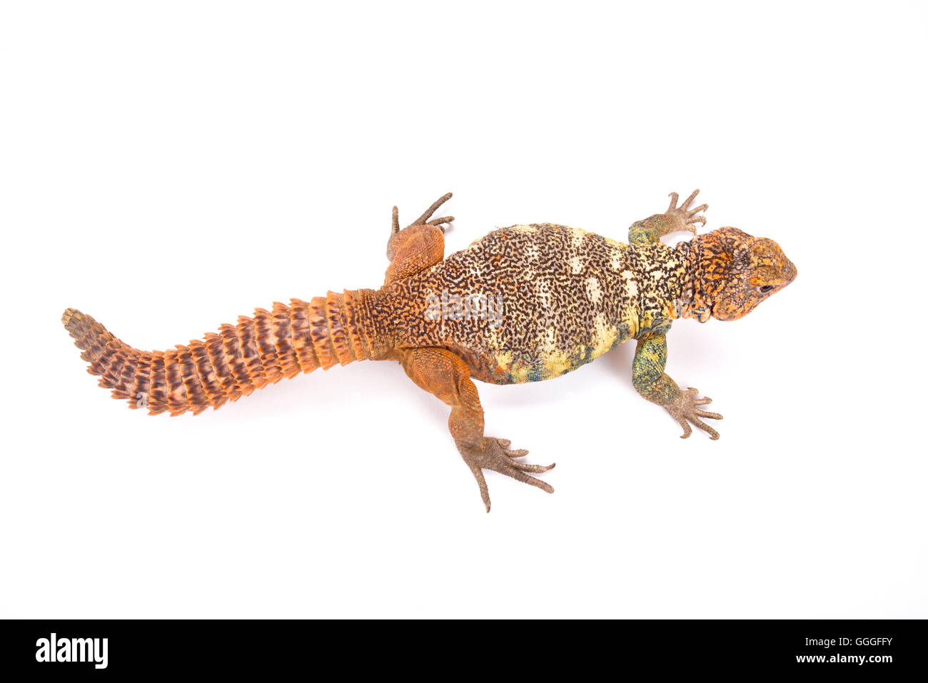 South Arabian stacheligen angebundene Eidechse (Dornschwanzagamen Yemenensis) Stockfoto