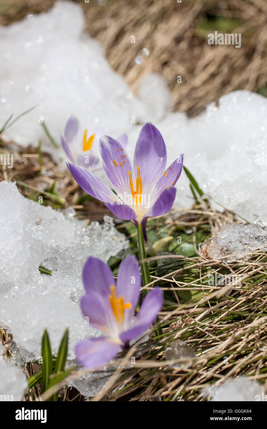 Botanik, Krokus in den Schnee in die Knuttental, Rein in Taufers, Reintal, Südtirol, Italien, Additional-Rights - Clearance-Info - Not-Available Stockfoto