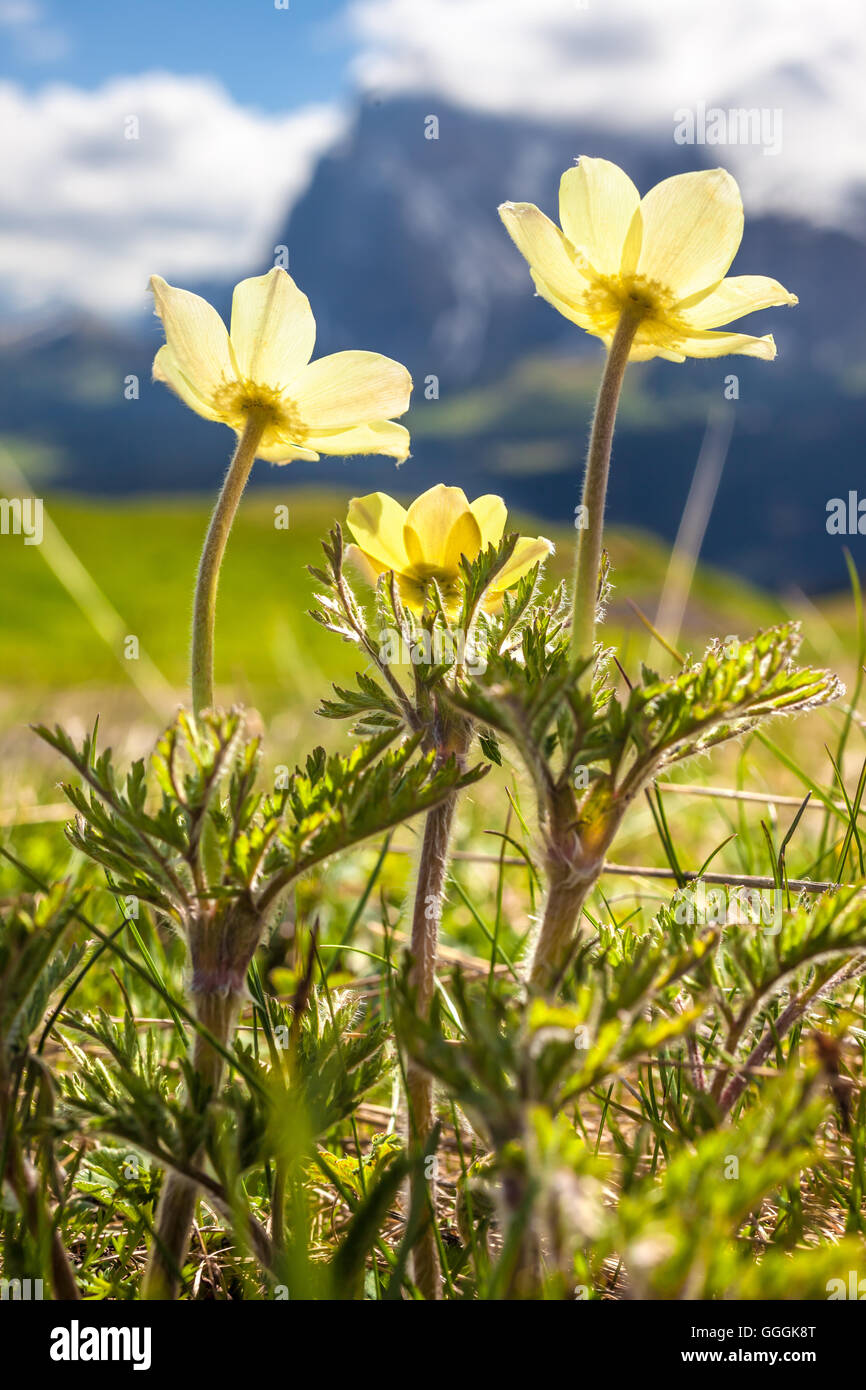 Botanik, Narzisse Blüten Anemone (Anemone narcissiflora) auf der Seiser Alm im Juni, Südtirol, Italien, Additional-Rights - Clearance-Info - Not-Available Stockfoto