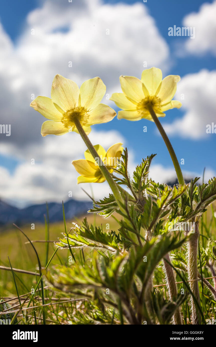 Botanik, Narzisse Blüten Anemone (Anemone narcissiflora) auf der Seiser Alm im Juni, Südtirol, Italien, Additional-Rights - Clearance-Info - Not-Available Stockfoto