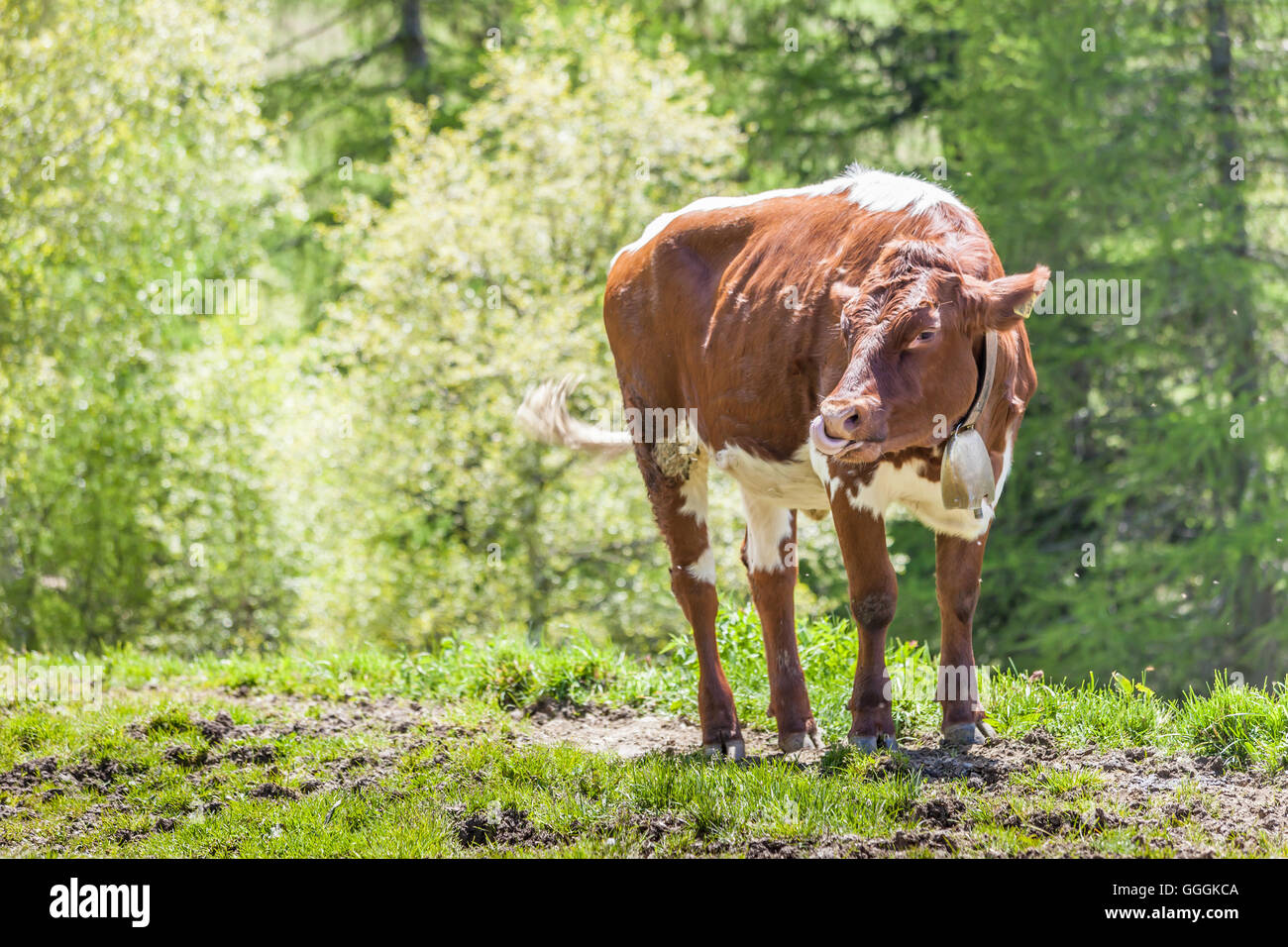 Zoologie, Säugetiere (Mammalia), Kuh auf der Alm auf dem Klausberg in Steinhaus, Ahrntal (Ahrntal), Südtirol, Italien, Additional-Rights - Clearance-Info - Not-Available Stockfoto