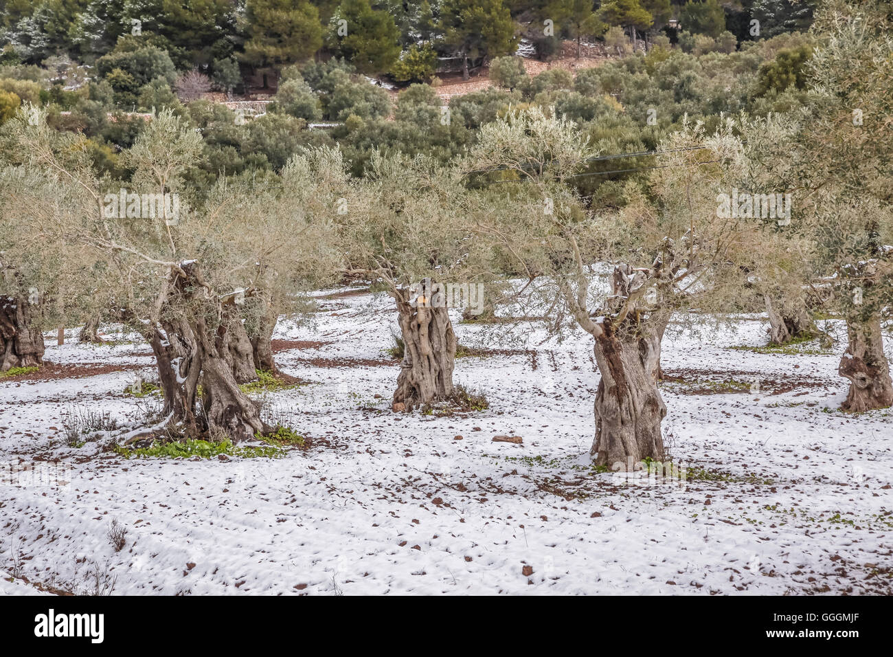 Olivenbaum im schnee -Fotos und -Bildmaterial in hoher Auflsung  Alamy