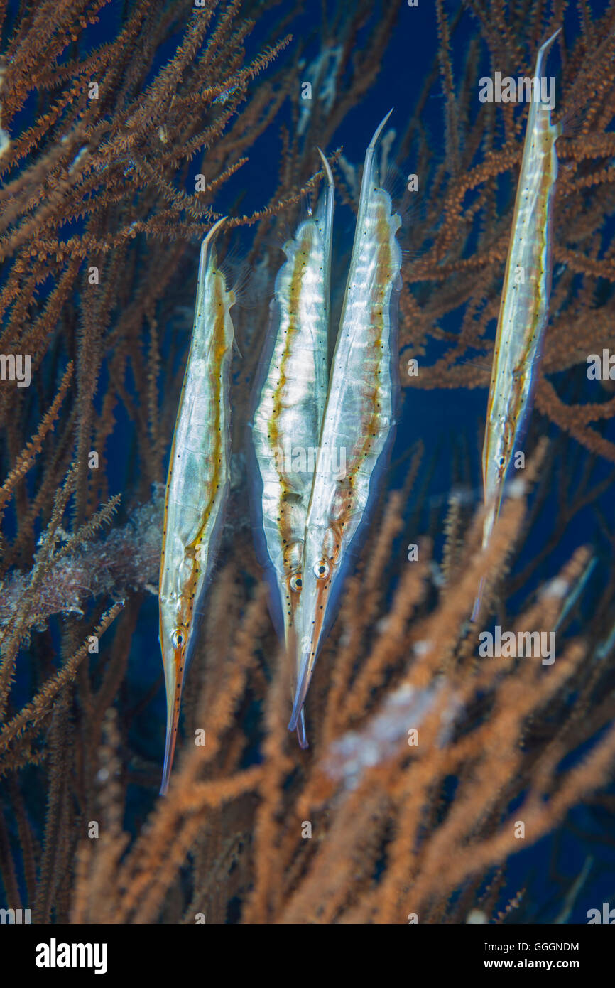 Gefleckte Shrimpfish Aeoliscus Punctulatus Stockfoto