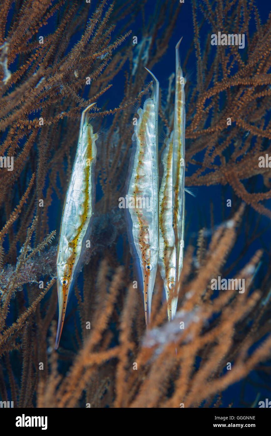 Gefleckte Shrimpfish Aeoliscus Punctulatus Stockfoto
