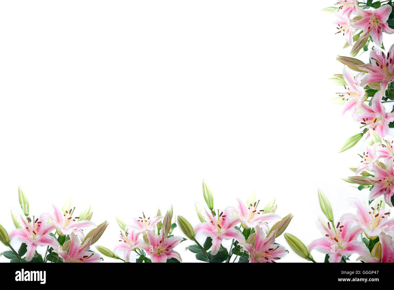 Lilie Blumen Kompositionsframes über weiße Exemplar Stockfoto