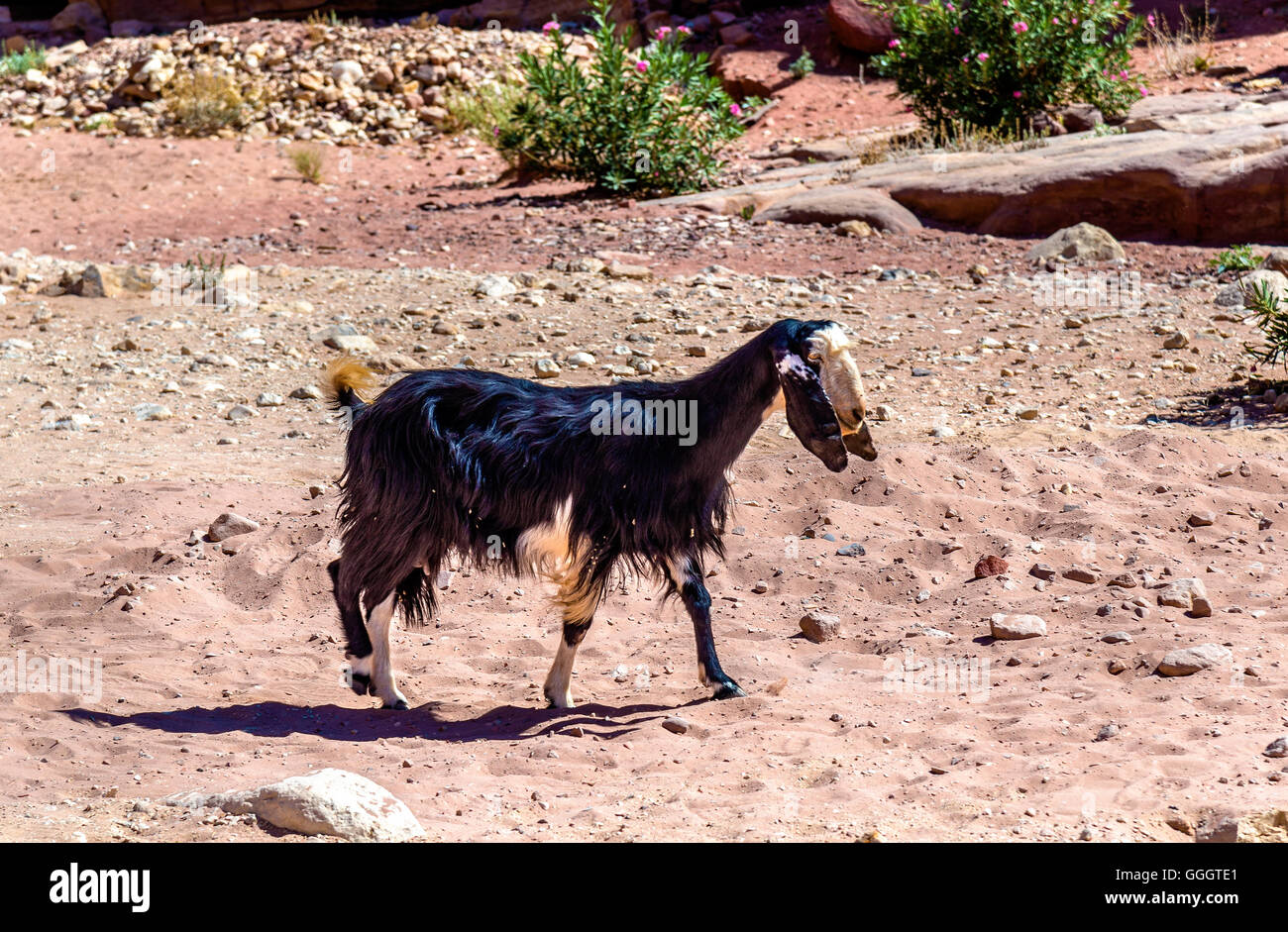 Brown-Damaskus-Ziege in der antiken Stadt Petra Stockfoto