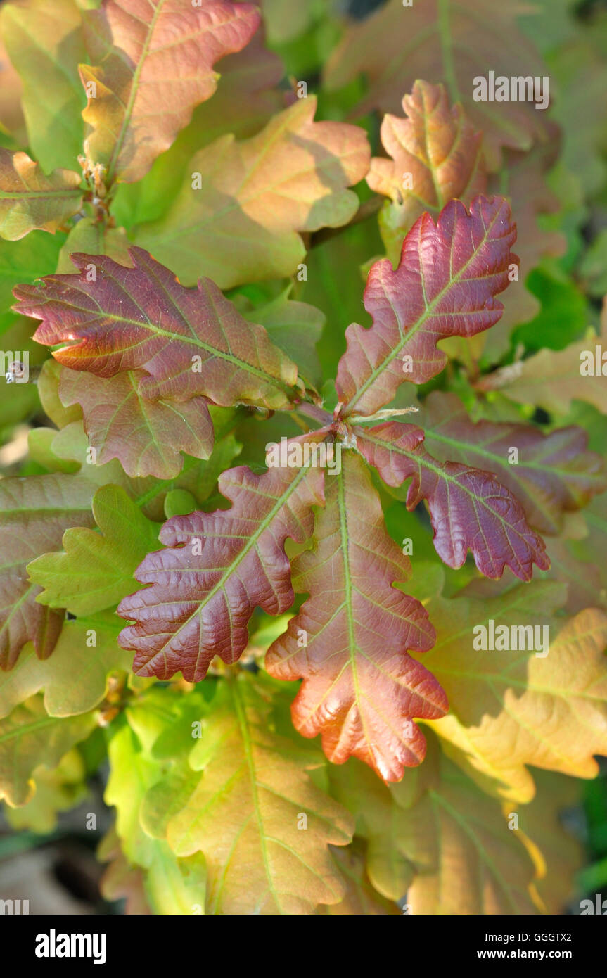 Frische pedunculate Eiche Blätter UK Stockfoto