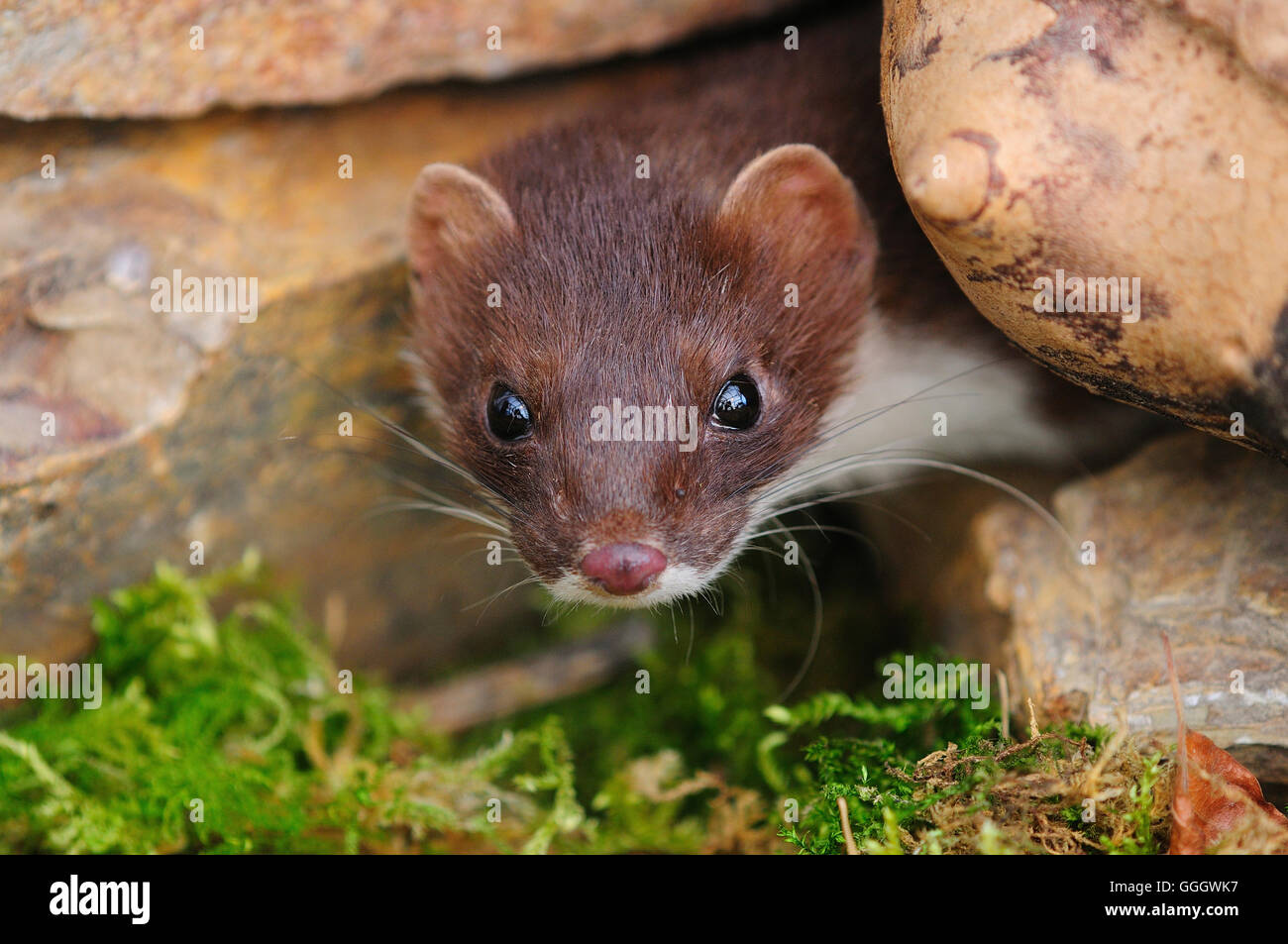 Hermelin wirft man einen Blick aus einem Loch in einer Wand UK Stockfoto