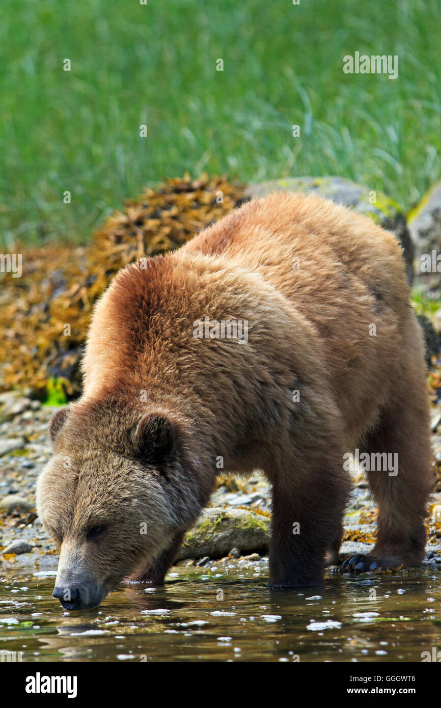 Zoologie/Tiere, Säugetier/Säugetiere (Mammalia), Weibliche Küsten Grizzly Bär Trinkwasser aus Meer an einem sonnigen Tag an der Küste von British Columbia, Kanada, Menschen, No-Exclusive - Verwenden Sie Stockfoto