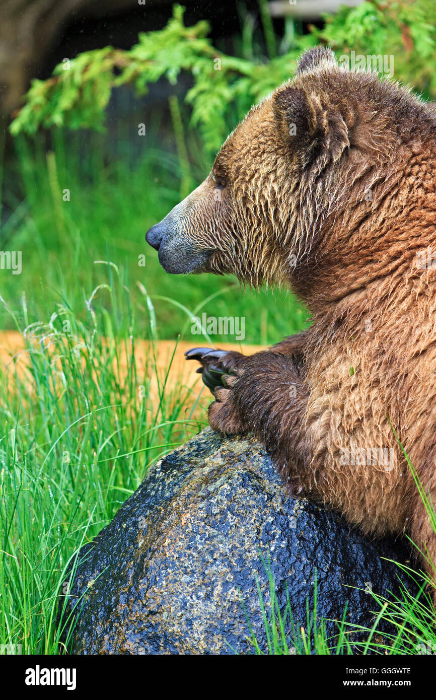 Zoologie/Tiere, Säugetier/Säugetiere (Mammalia), Weibliche Küsten Grizzly ruht auf einem regnerischen Tag entlang der Küste von Britisch-Kolumbien, Kanada, No-Exclusive - Verwenden Sie Stockfoto