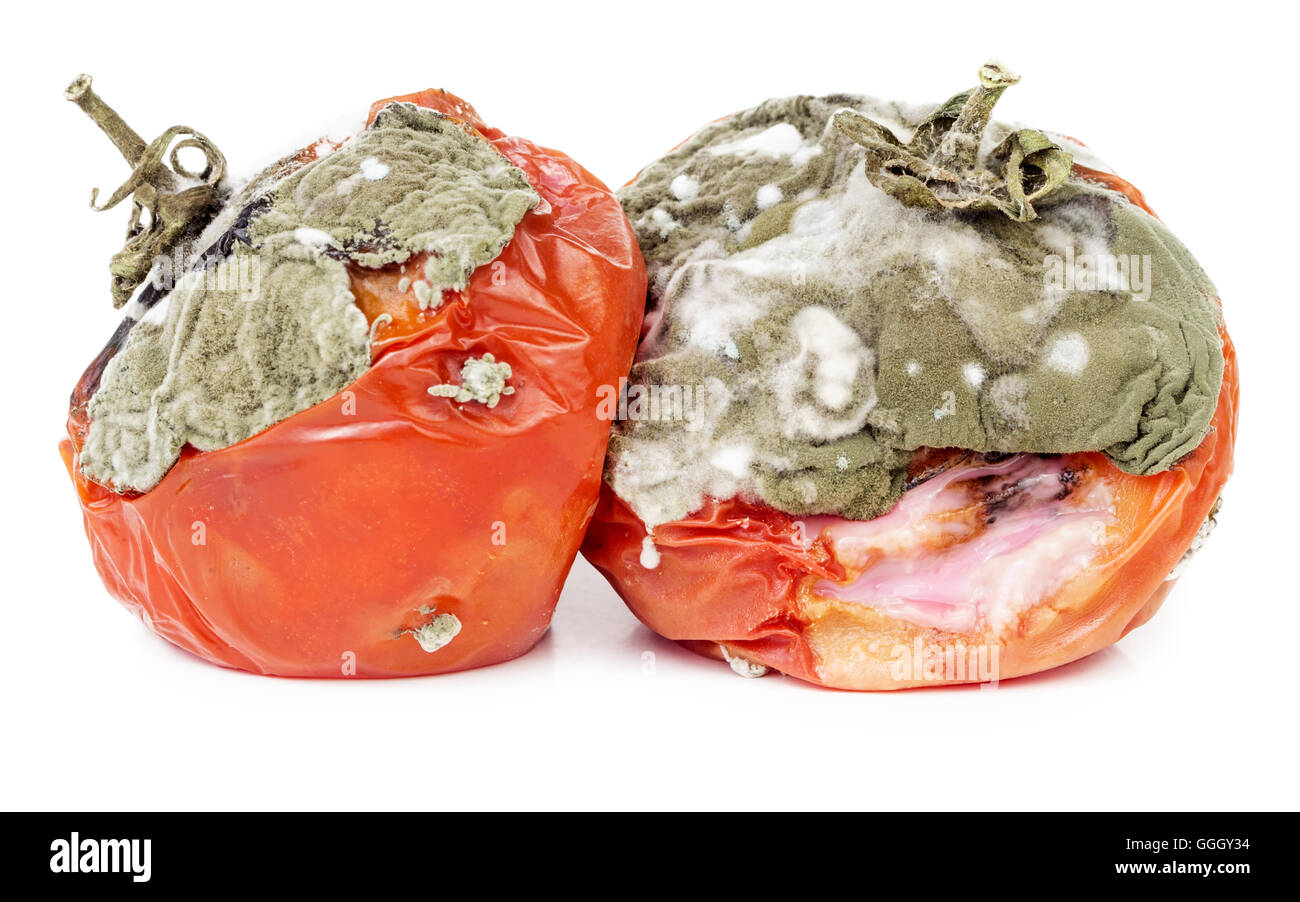 Faule Tomaten isoliert auf weißem Hintergrund. Schimmelige Gemüse. Stockfoto