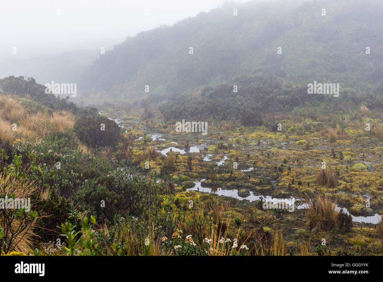 Bunte Vegetation des Paramo Feuchtgebiete in den hohen Anden. Naturschutzgebiet Cayambe-Coca. Ecuador, Südamerika. Stockfoto