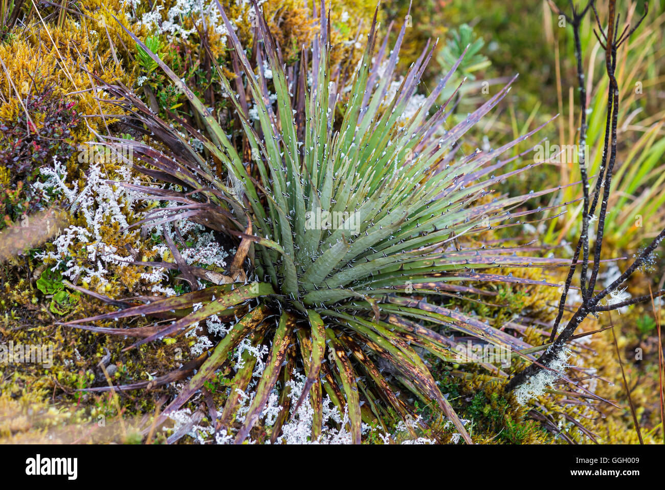 Bunte Vegetation des Paramo in hohen Anden. Naturschutzgebiet Cayambe-Coca. Ecuador, Südamerika. Stockfoto