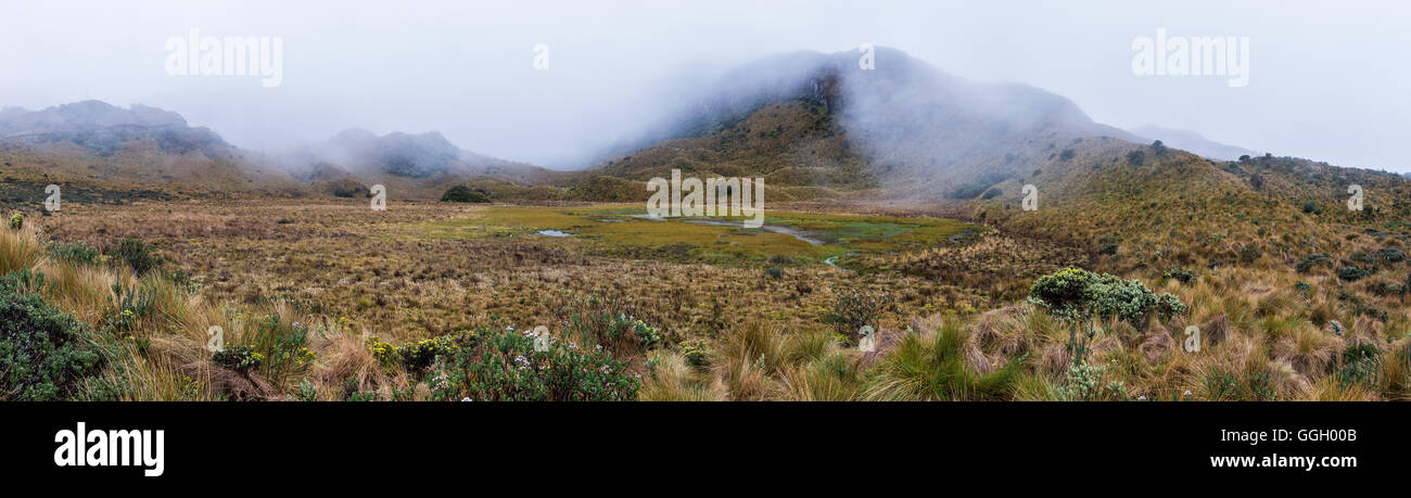 Landschaft des Paramo in hohen Anden. Naturschutzgebiet Cayambe-Coca. Ecuador, Südamerika. Stockfoto