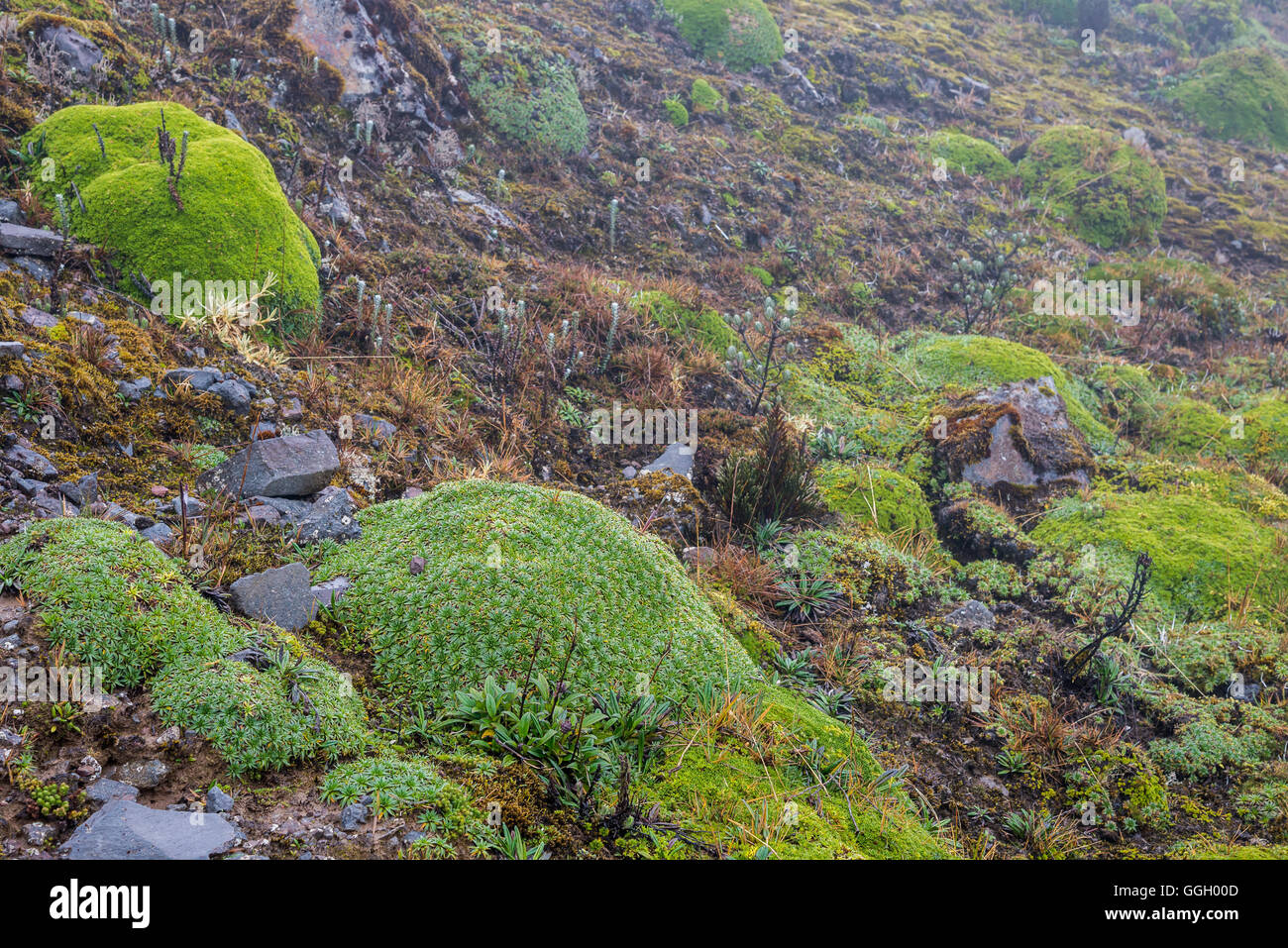 Bunte Vegetation des Paramo in hohen Anden. Naturschutzgebiet Cayambe-Coca. Ecuador, Südamerika. Stockfoto
