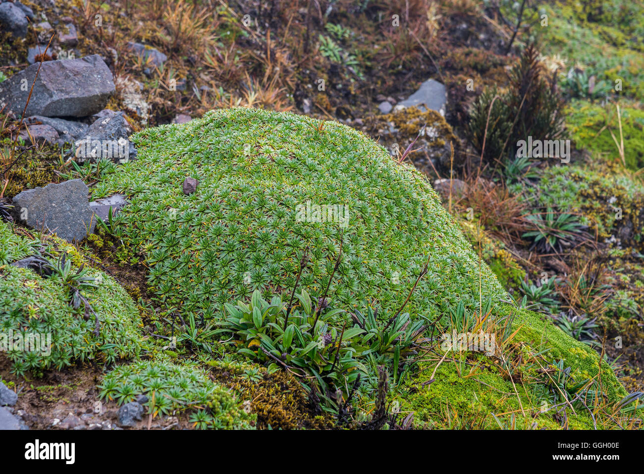 Bunte Vegetation des Paramo in hohen Anden. Naturschutzgebiet Cayambe-Coca. Ecuador, Südamerika. Stockfoto