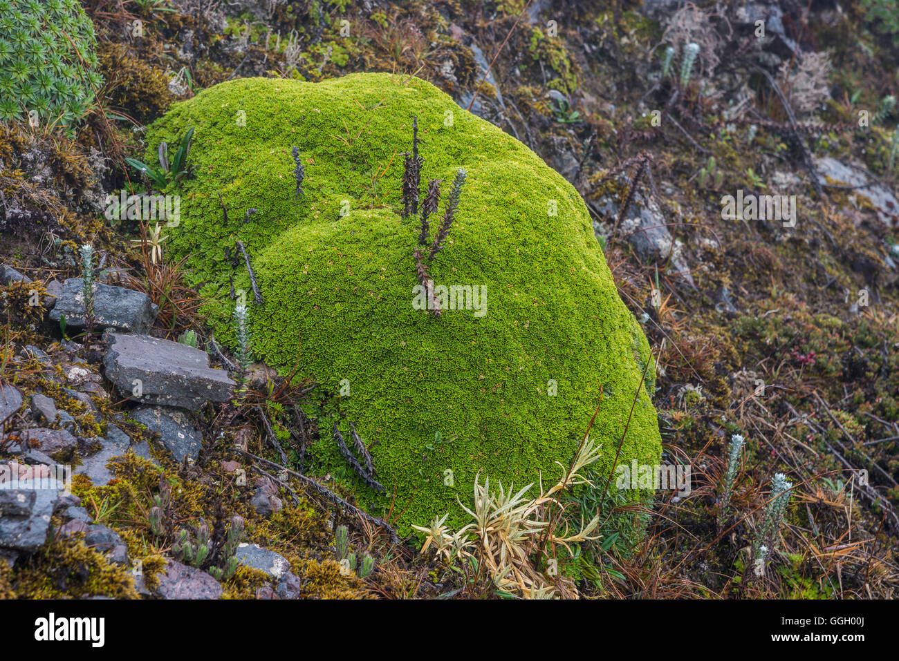 Bunte Vegetation des Paramo in hohen Anden. Naturschutzgebiet Cayambe-Coca. Ecuador, Südamerika. Stockfoto