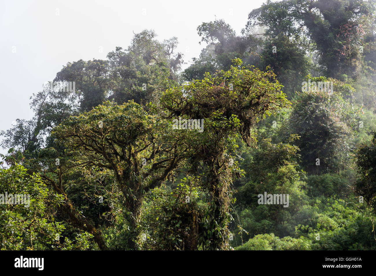 Baumriesen im tropischen Wolke Wald der Anden. Ecuador, Südamerika. Stockfoto