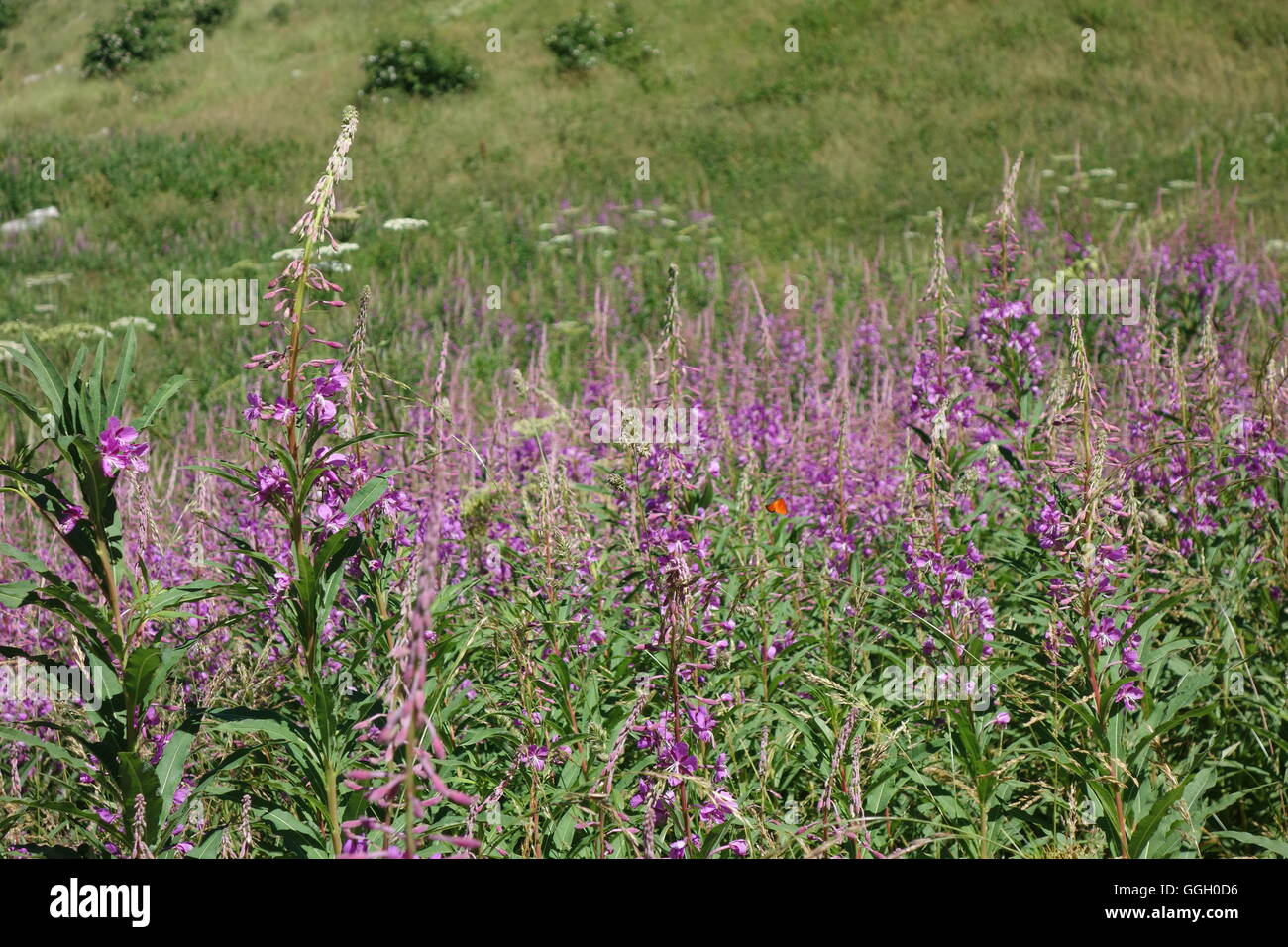 Blühende Weidenröschen, Ligurische Alpen, Italien Stockfoto