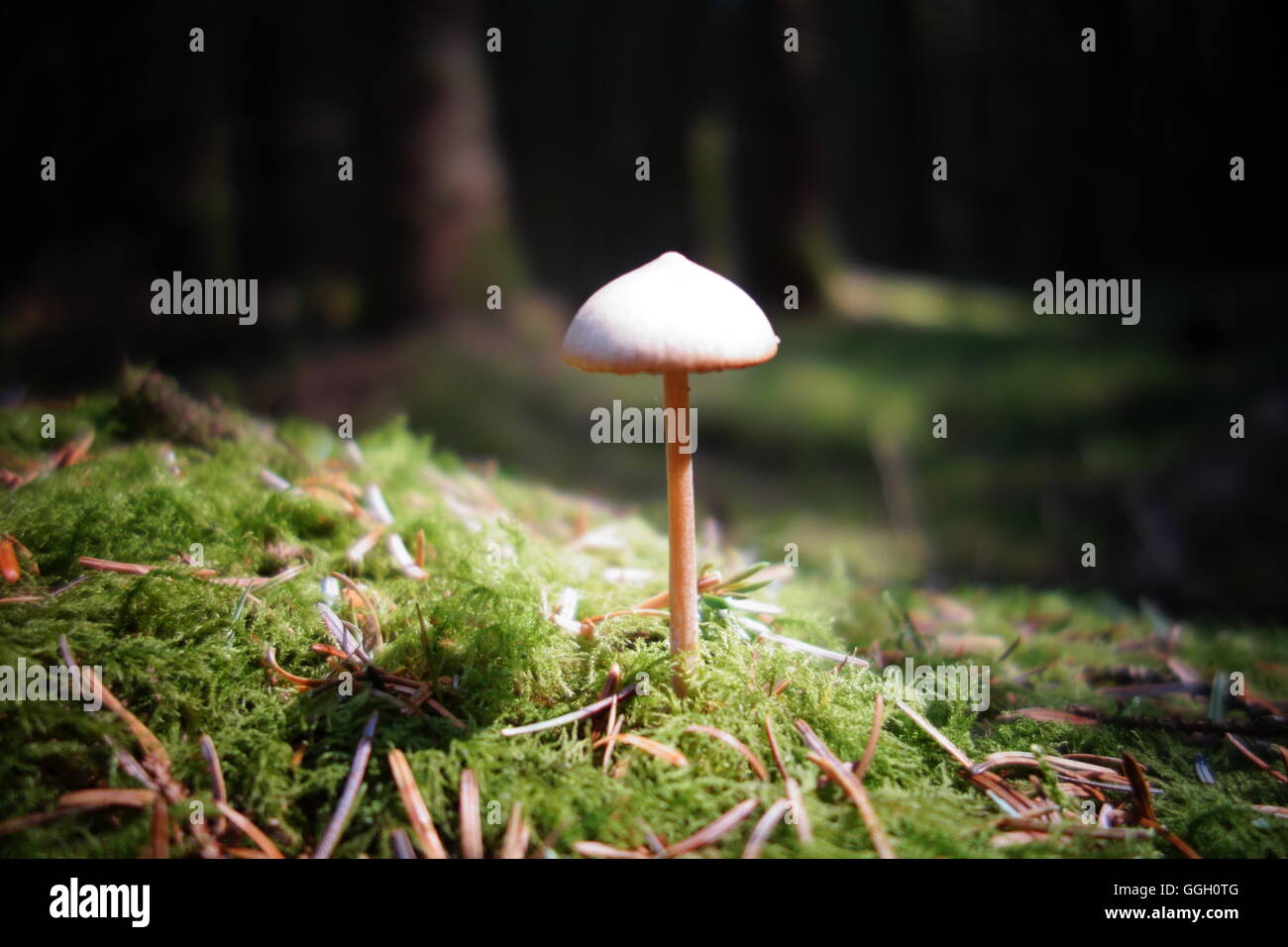Einzigen Pilz in Waldlichtung mit Bäumen im Hintergrund Stockfoto