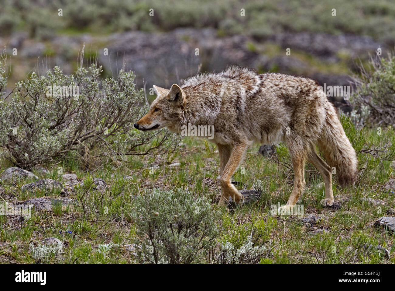 Kojote auf der Pirsch Weg Slough Creek Campground in Yellowstone Nationalpark, Wyoming, USA. Jahreszeit ist der Frühling im Mai 2016 Stockfoto