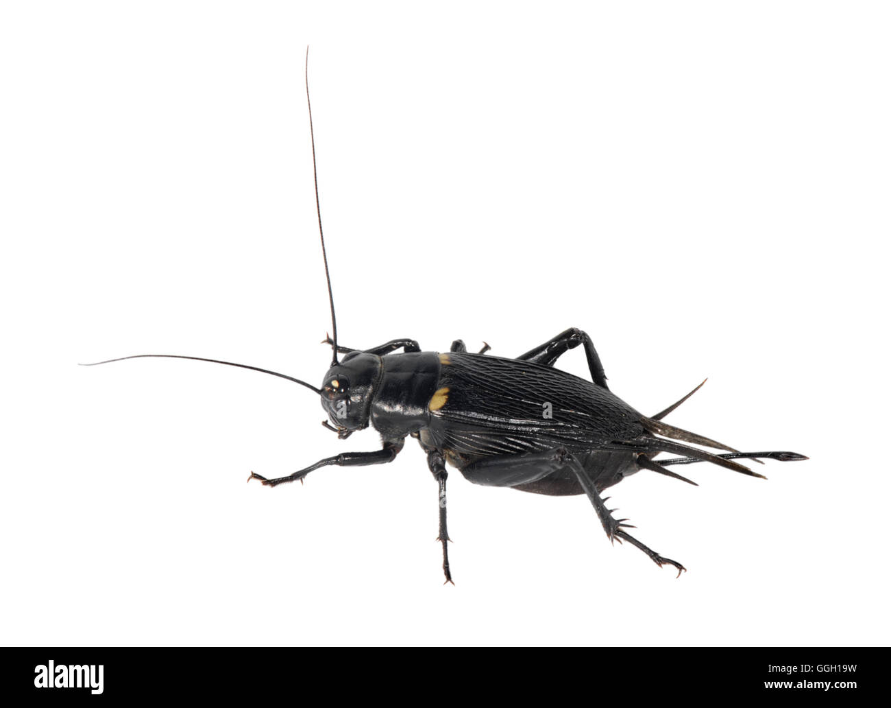 Südlichen Bereich Cricket - Gryllus bimaculatus Stockfoto