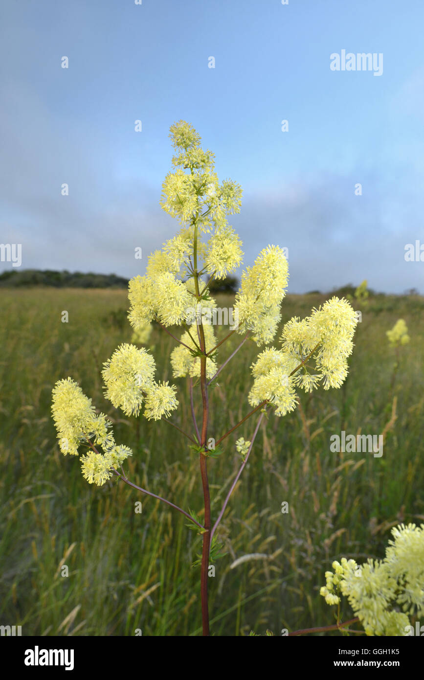 Gemeinsamen Wiesenraute - Thalictrum flavum Stockfoto