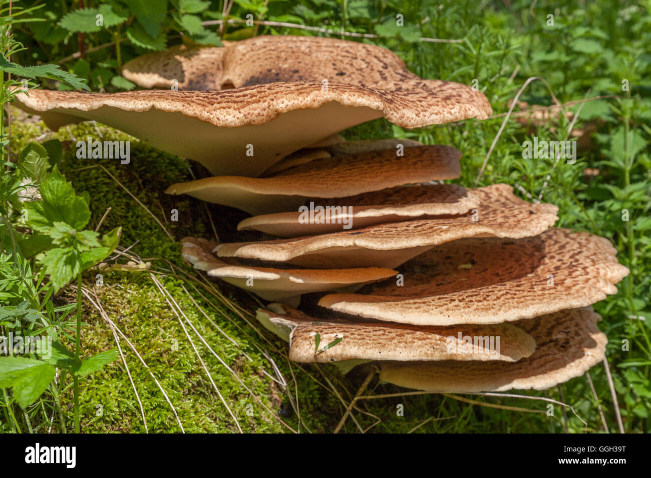 Pilz auf Baum Stockfoto