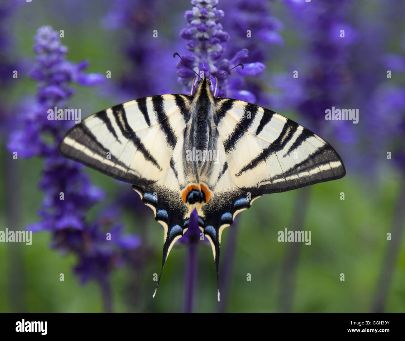 Schmetterling auf Lavendel Stockfoto