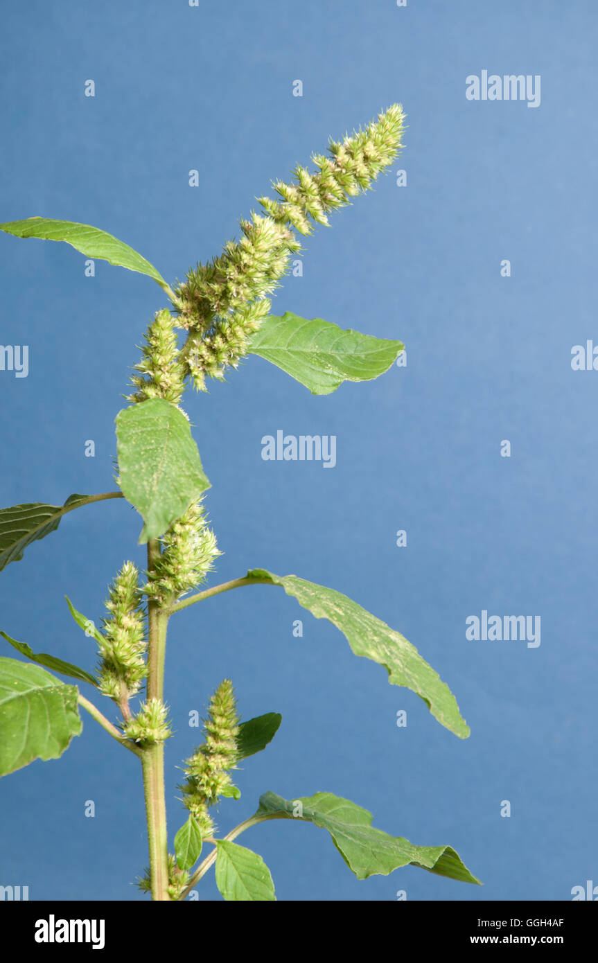 Amaranth Pflanze über einen blauen Hintergrund Stockfoto