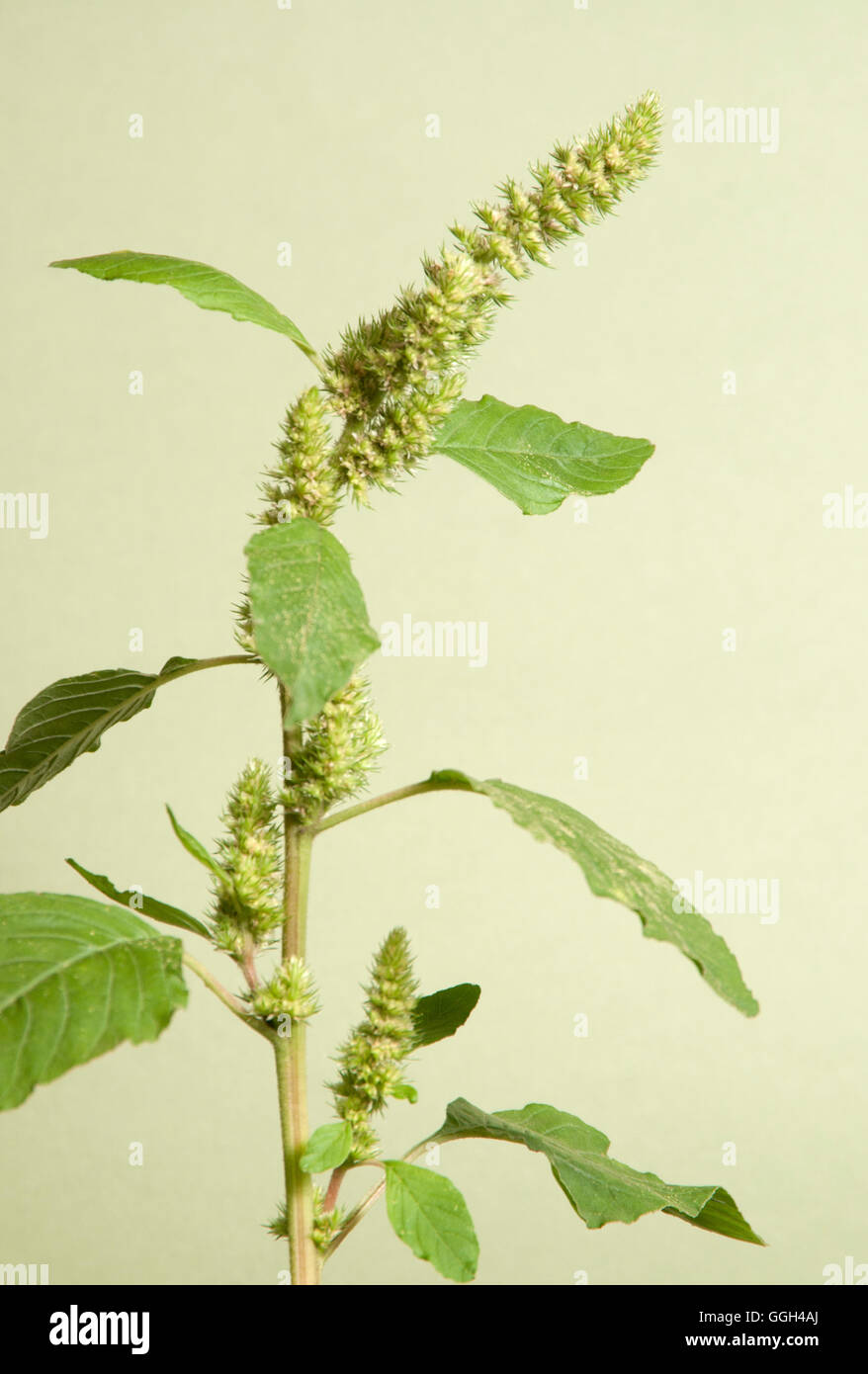 Rotwurzelamarant amaranthus retroflexus Fotos und Bildmaterial in
