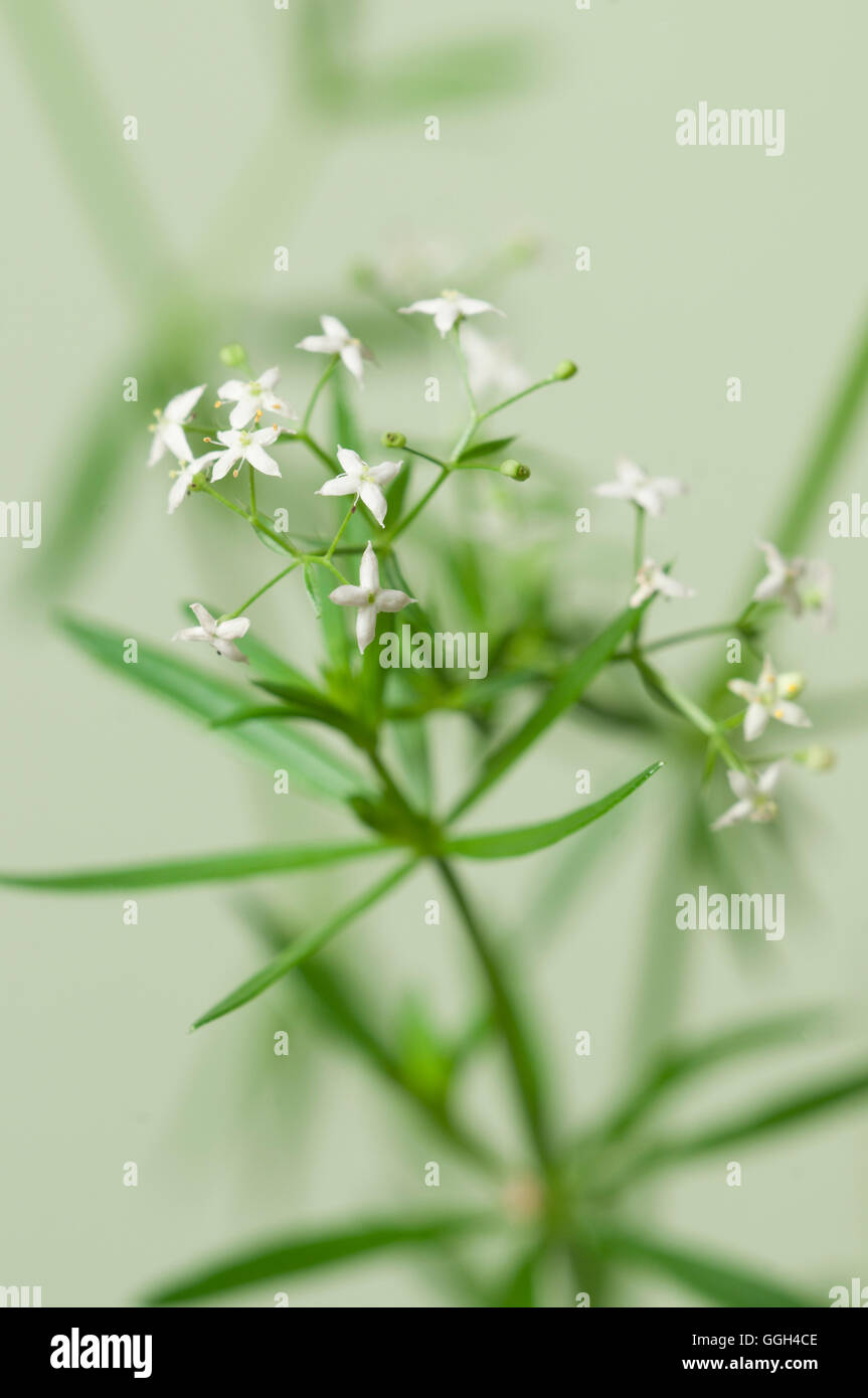 Galium Album Blumen auf grünem Hintergrund, Nahaufnahme Stockfoto