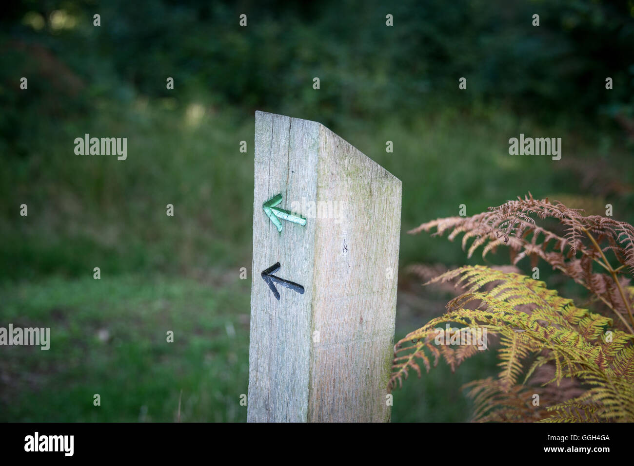 Arger Fen und des Ehepartners Vale-Naturschutzgebiet Stockfoto