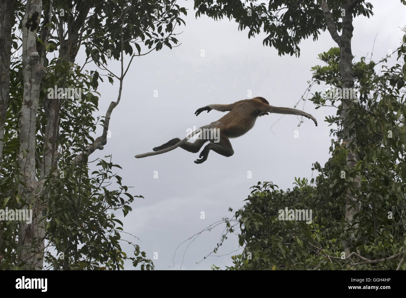 Ein Sprung der Nasenaffe (Nasalis Larvatus) oder Langnasen-Affe, Indonesien. Es ist bekannt, wie die Bekantan in Indonesien, ist eine erneute Stockfoto